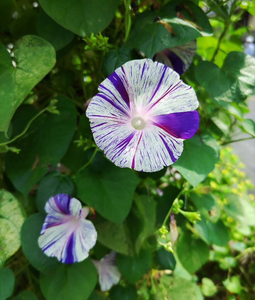 ｢ｱｻｶﾞｵ｣花