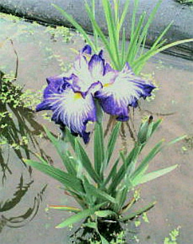 ｢ﾊﾅｼｮｳﾌﾞ｣花