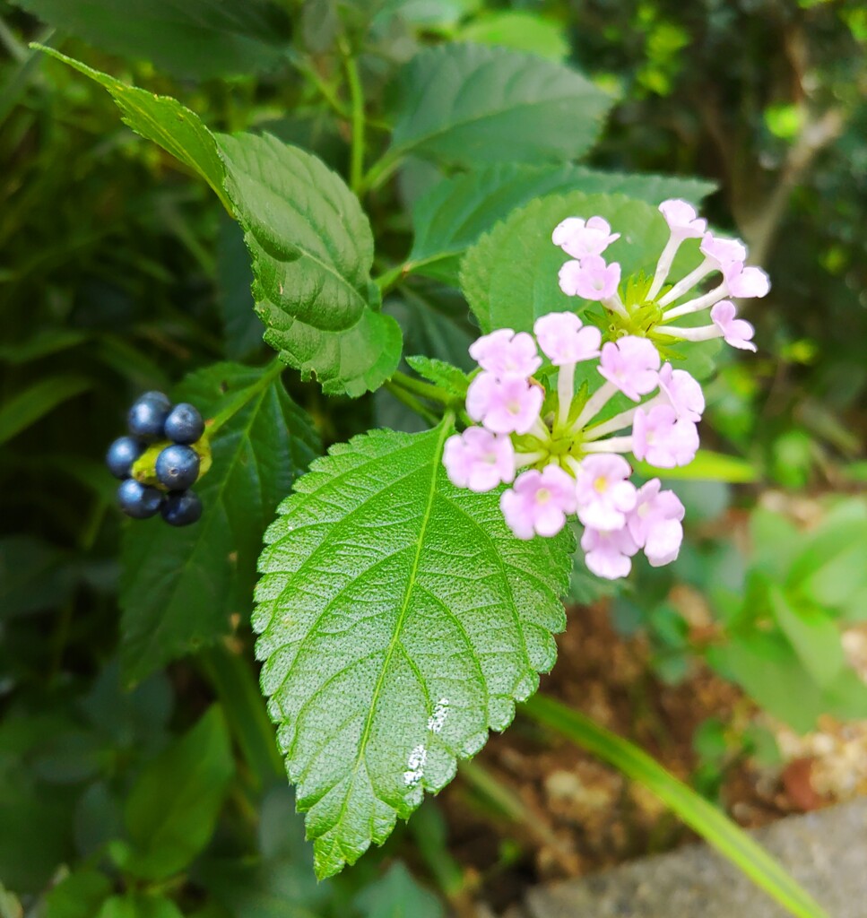 ｢ﾗﾝﾀﾅ｣実･花