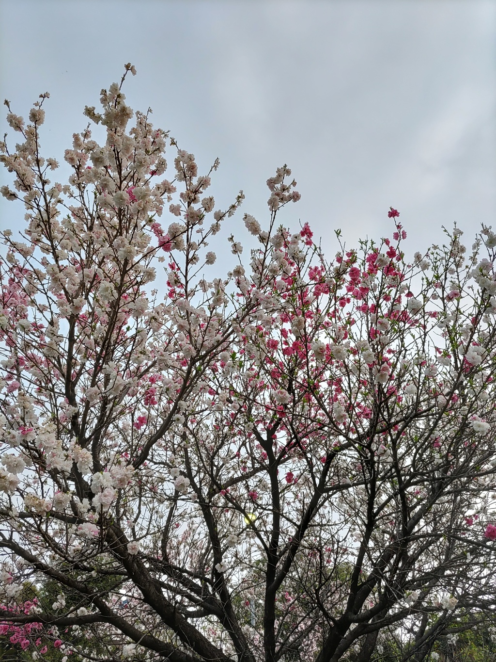 ｢ﾊﾅﾓﾓ｣花