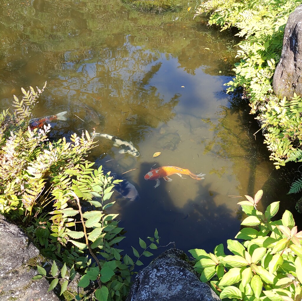 「魚類」
