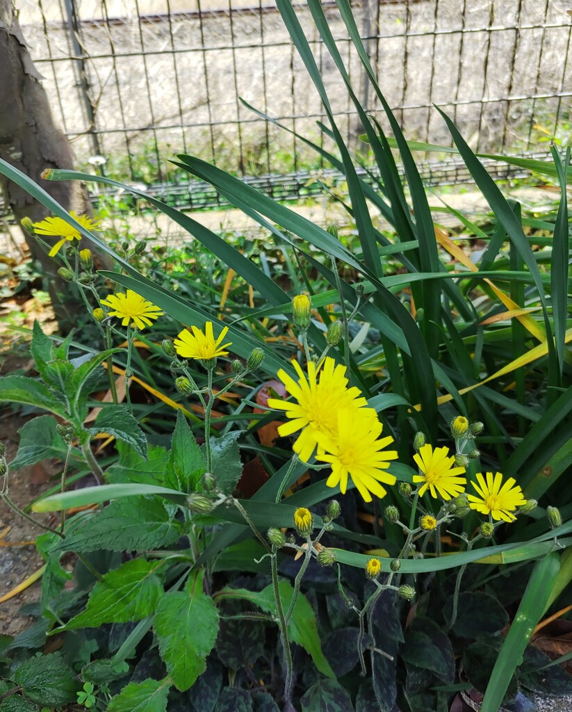 ｢ｺｳﾘﾝﾀﾝﾎﾟﾎﾟ｣