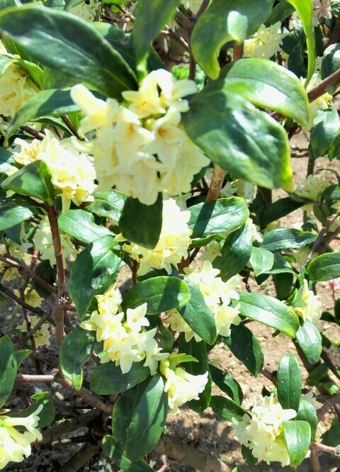 ｢ｼﾞﾝﾁｮｳｹﾞ｣花