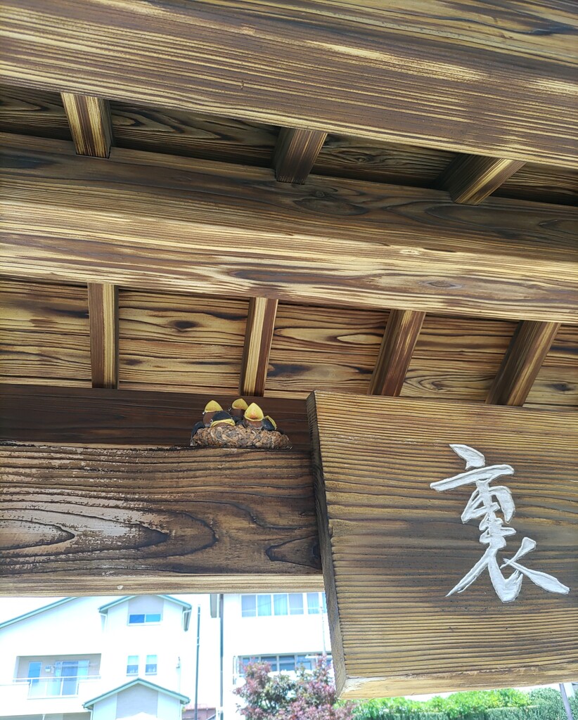 【ｵｳﾞｼﾞｪ】鳥