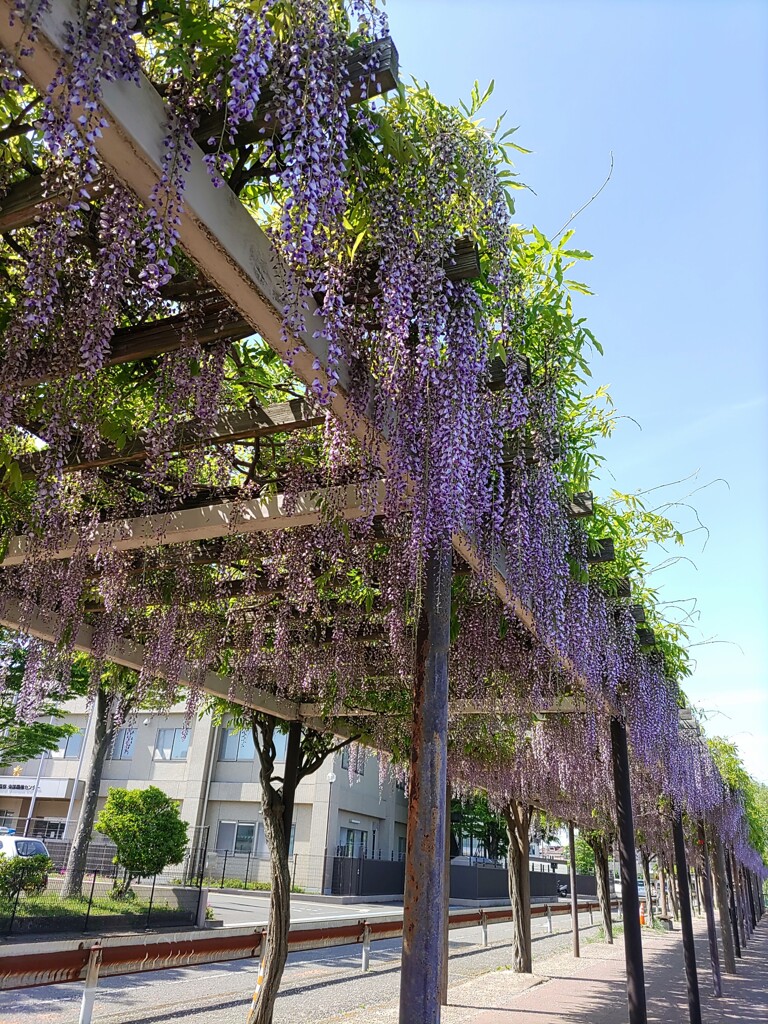 [径風景]