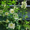 ｢ﾀﾁｱｵｲ｣花