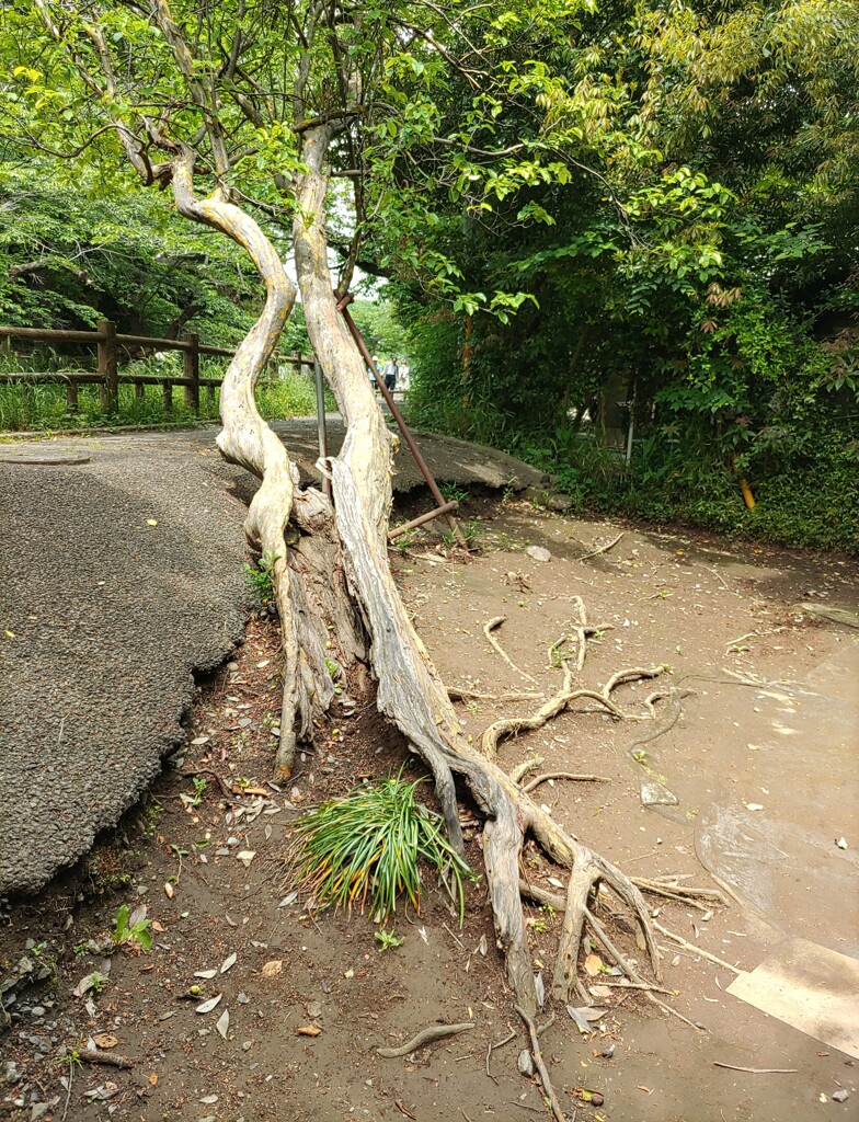 「木」