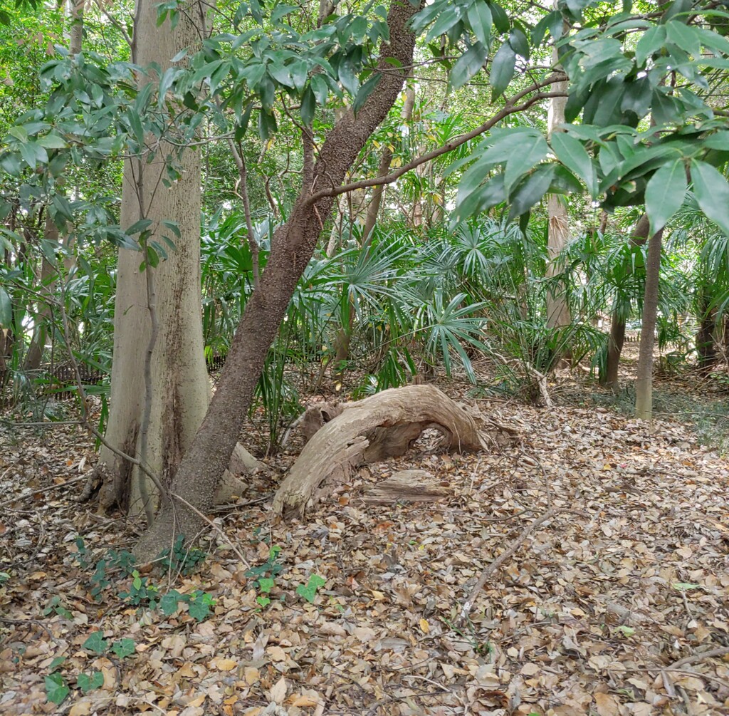 「木」