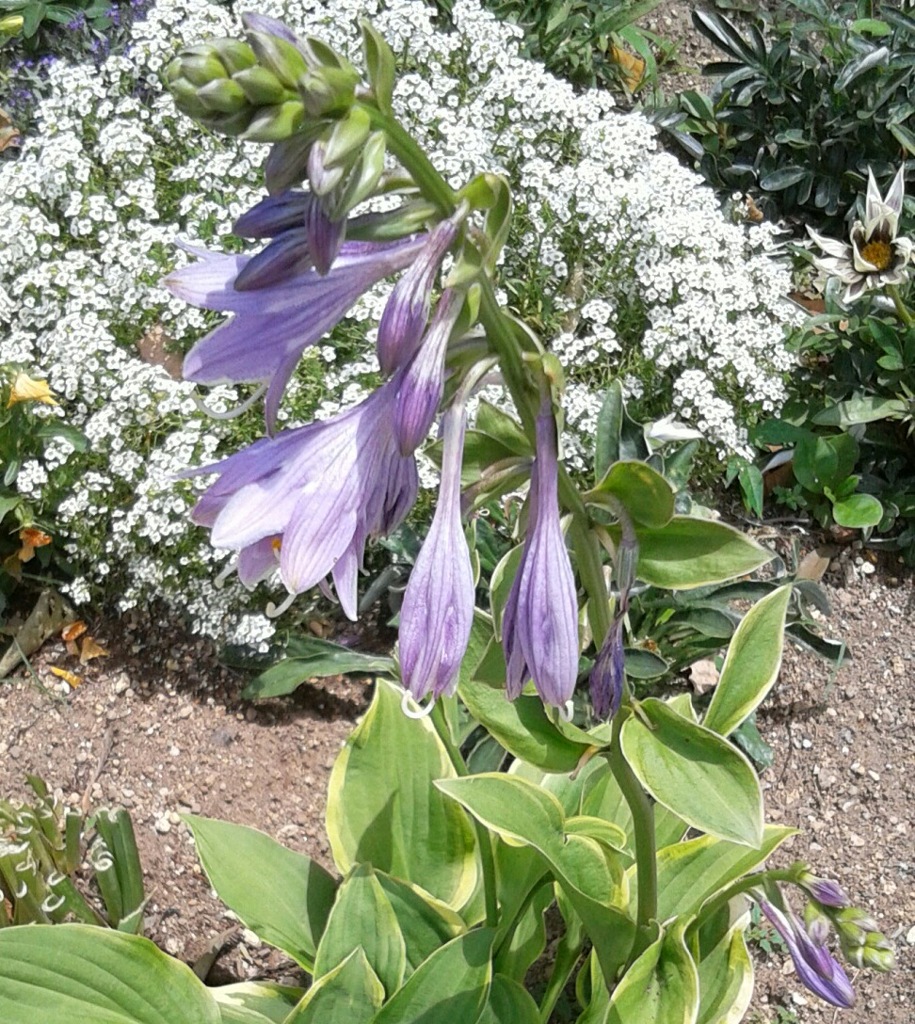 ｢ｷﾞﾎﾞｳｼ｣花
