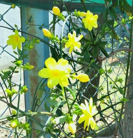 ｢ｵｳﾊﾞｲ｣花