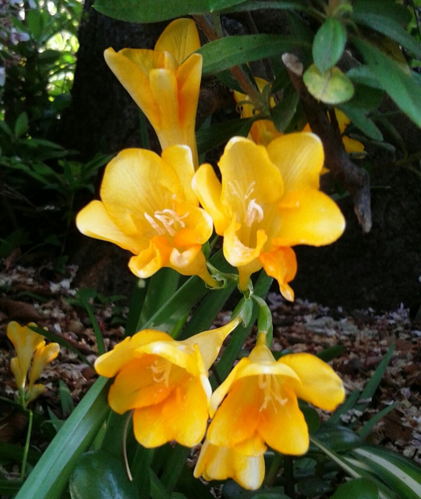 ｢ﾌﾘｰｼﾞｱ｣花