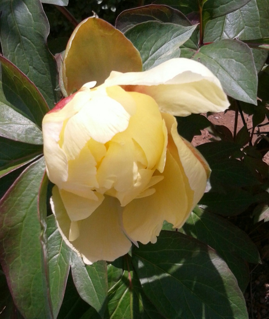｢ｼｬｸﾔｸ｣花