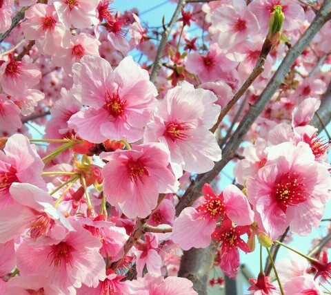 ｢ﾖｳｺｳｻﾞｸﾗ｣花