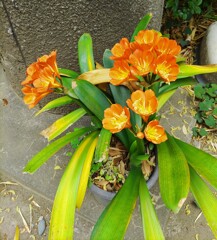 ｢ｸﾝｼﾗﾝ｣