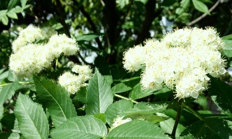 ｢ﾅﾅｶﾏﾄﾞ｣花