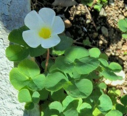 ｢ﾌﾖｳｶﾀﾊﾞﾐ｣花