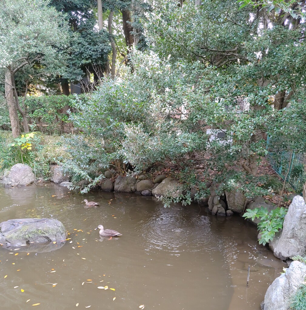 『池』