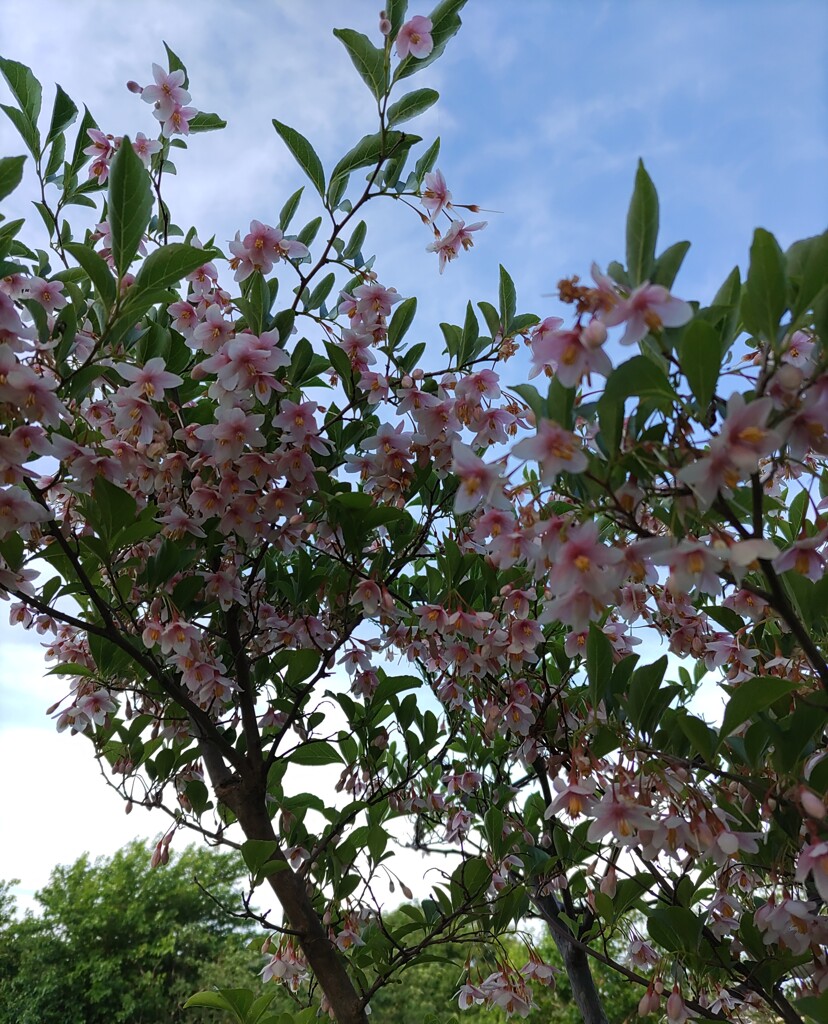 ｢ｴｺﾞﾉｷ｣花