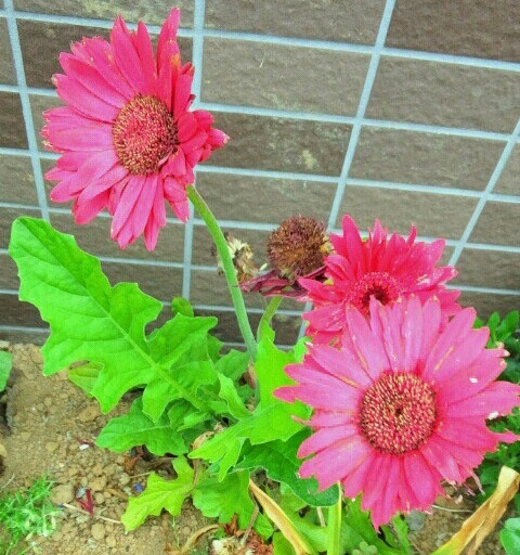 ｢ｶﾞｰﾍﾞﾗ｣花