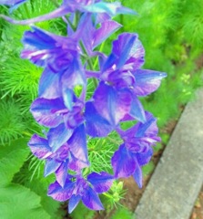 ｢ﾗｰｸｽﾊﾟｰ｣花