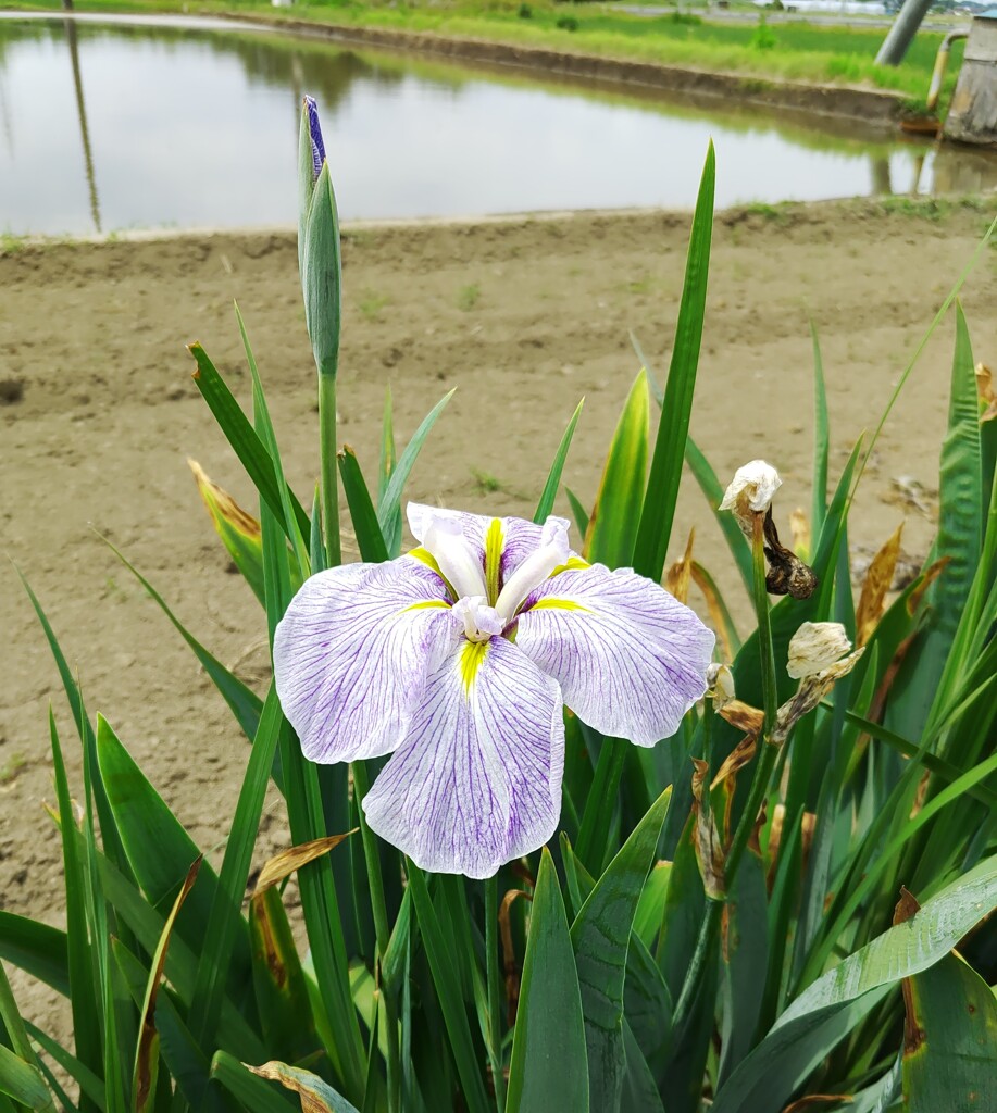 ｢ﾊﾅｼｮｳﾌﾞ｣