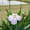 ｢ﾊﾅｼｮｳﾌﾞ｣
