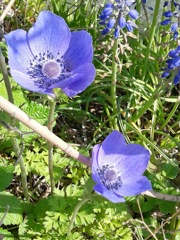 ｢ｱﾈﾓﾈ｣花
