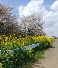[径風景]