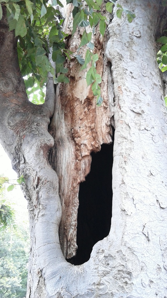 『木』樹洞