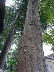 〖御神木〗