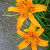 ｢ﾉｶﾝｿﾞｳ｣花