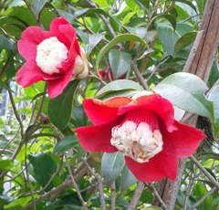 ｢ﾎﾞｸﾊﾝﾂﾊﾞｷ｣花