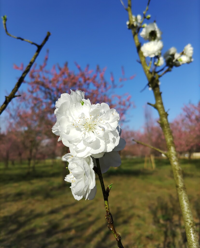 ｢ﾓﾓ｣花