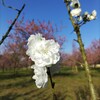 ｢ﾓﾓ｣花