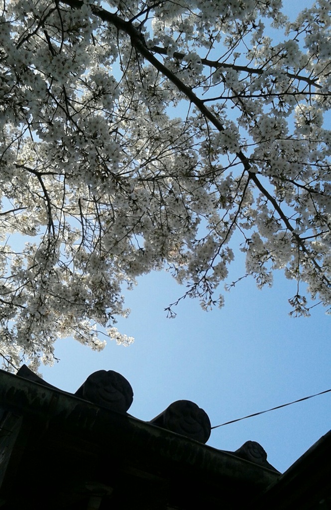 ｢ｻｸﾗ｣花