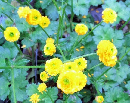 ｢ﾗﾅｷｭﾗｽ｣花