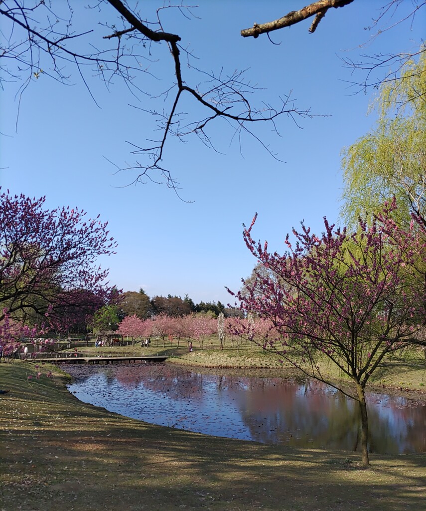 『池』