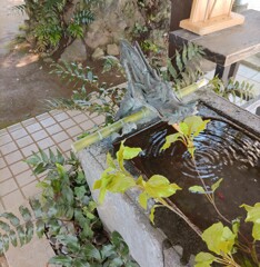 [手水鉢]