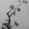 ｲﾗｽﾄ
