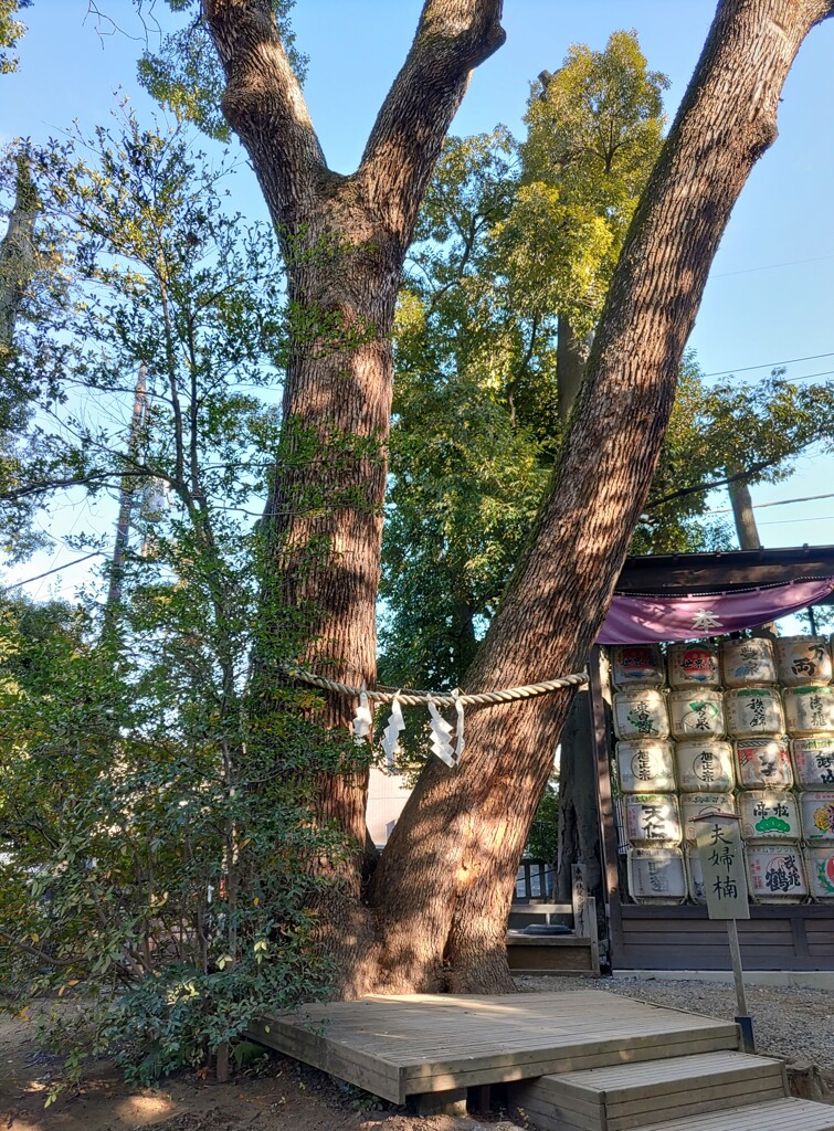 〖御神木〗