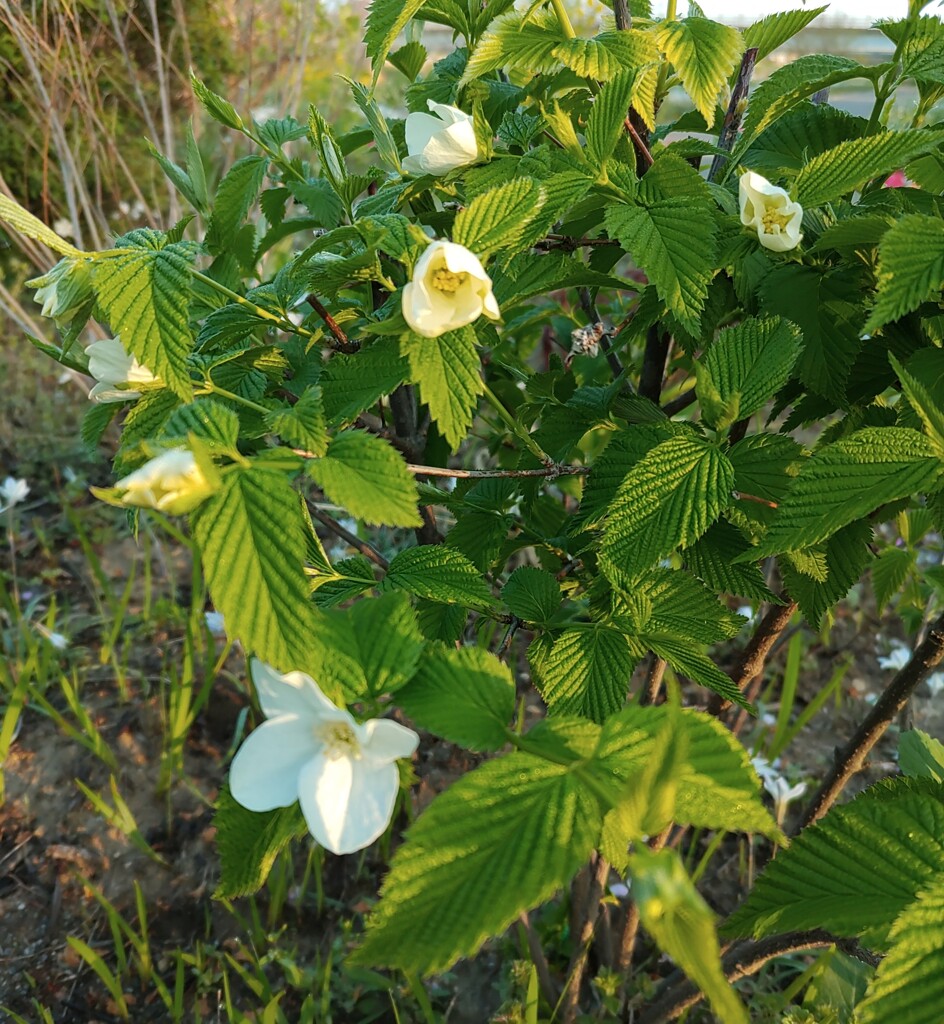 ｢ｼﾛﾊﾞﾅﾔﾏﾌﾞｷ｣花