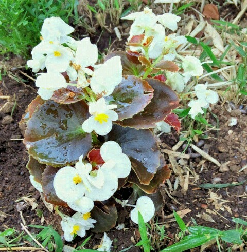 ｢ﾍﾞｺﾞﾆｱ｣花