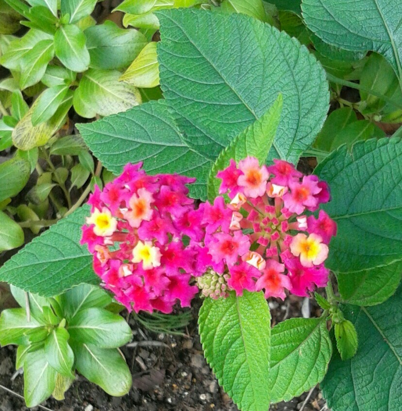｢ﾗﾝﾀﾅ｣花