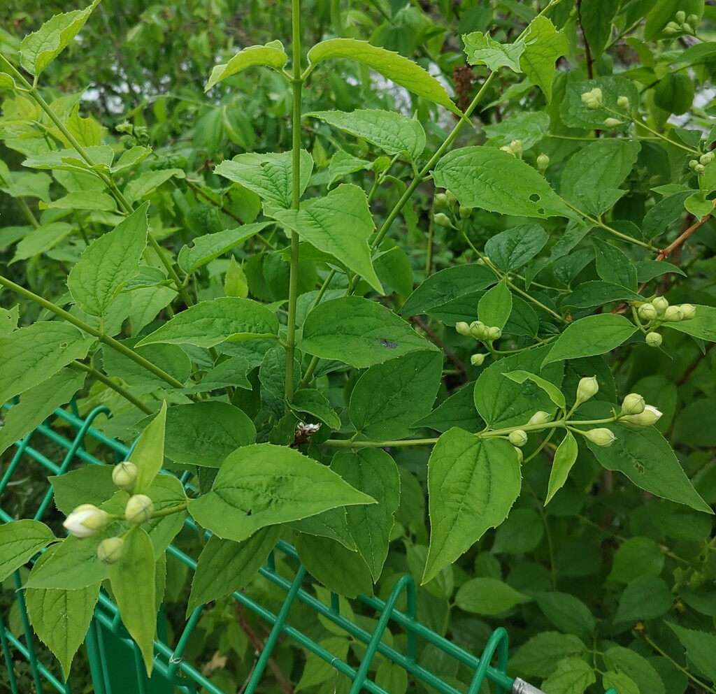 ｢ﾊﾞｲｶｳﾂｷﾞ｣蕾