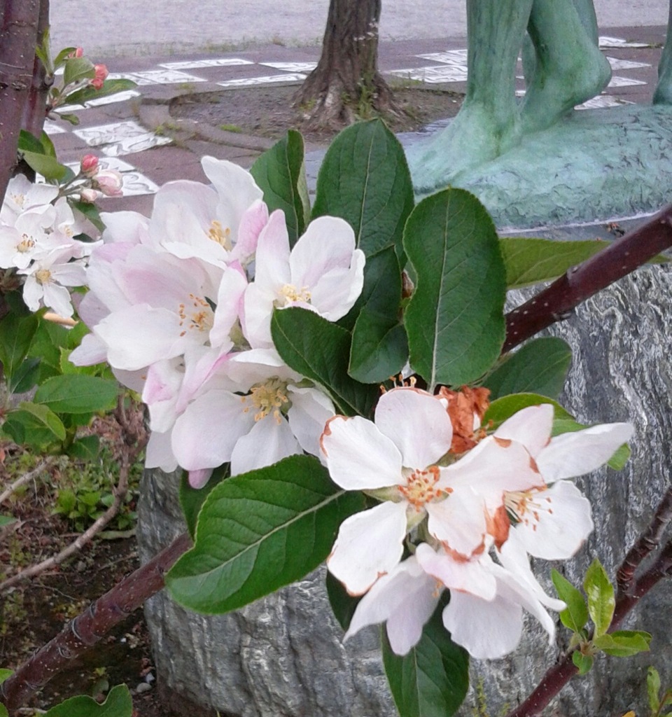 ｢ﾘﾝｺﾞ｣花