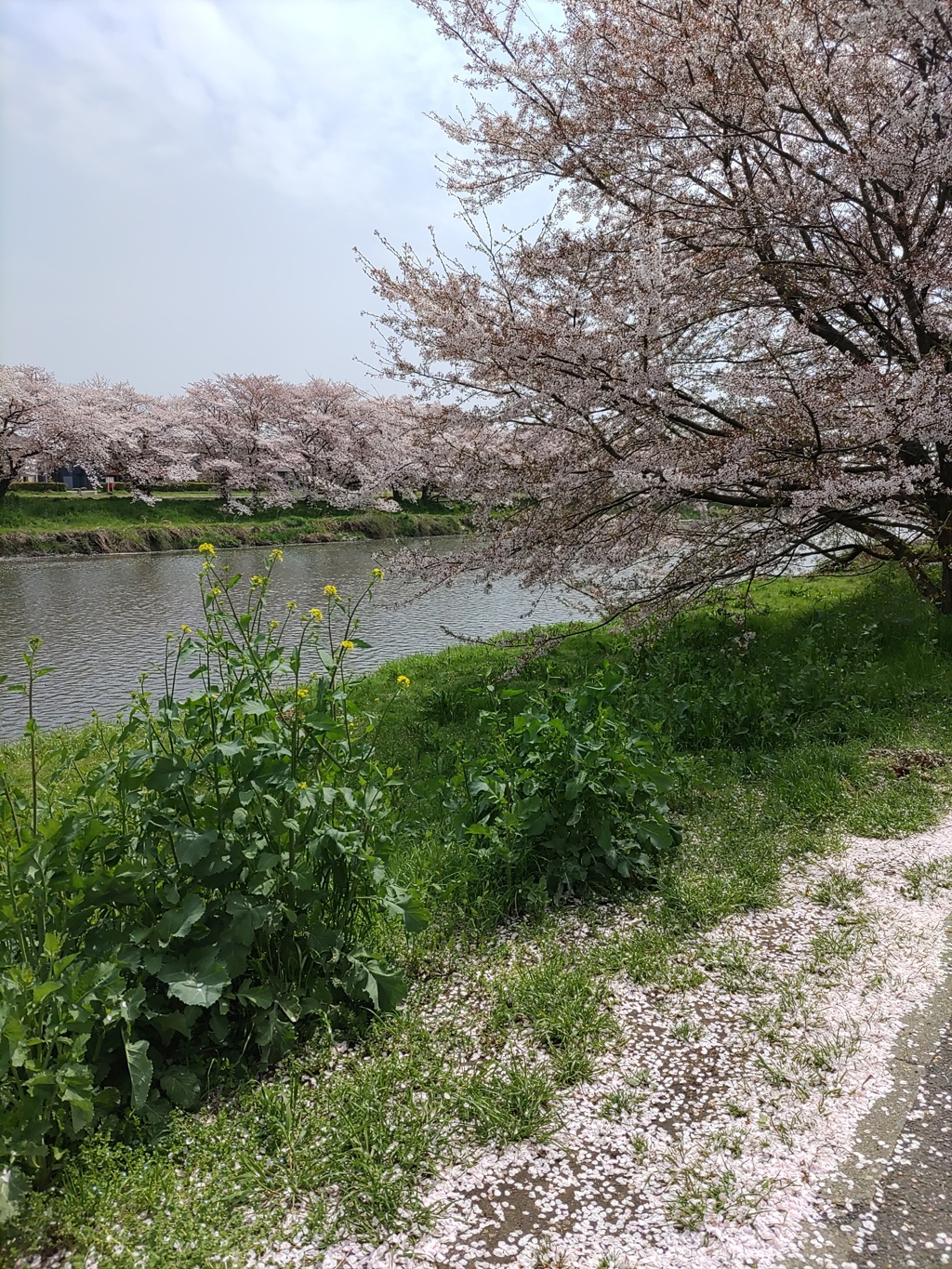『河川』