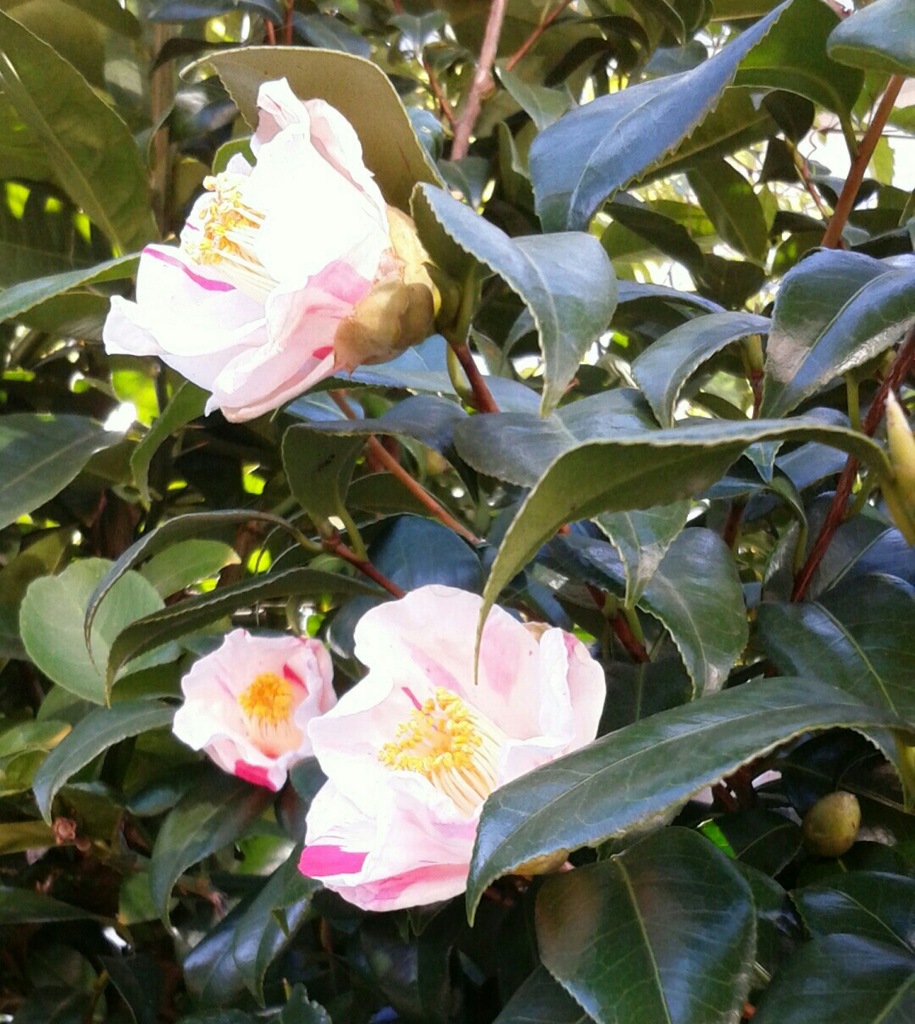 ｢ﾂﾊﾞｷ｣花