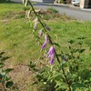 ｢ﾊﾀｻﾞｵｷｷｮｳ｣蕾