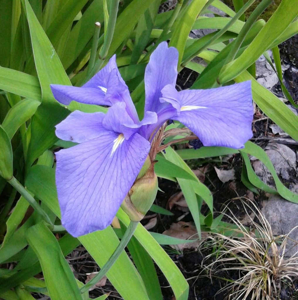 ｢ｶｷﾂﾊﾞﾀ｣花