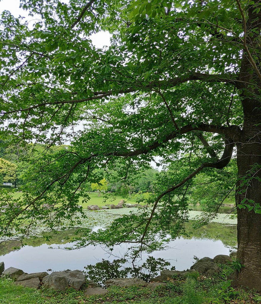[池]